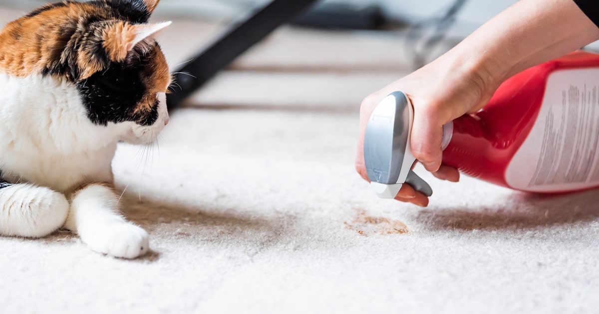 Early action to get pet stain out of carpet